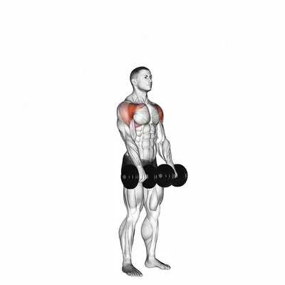 Dumbbell Standing Front Raise Above Head exercise targeting Shoulders and Deltoid Anterior