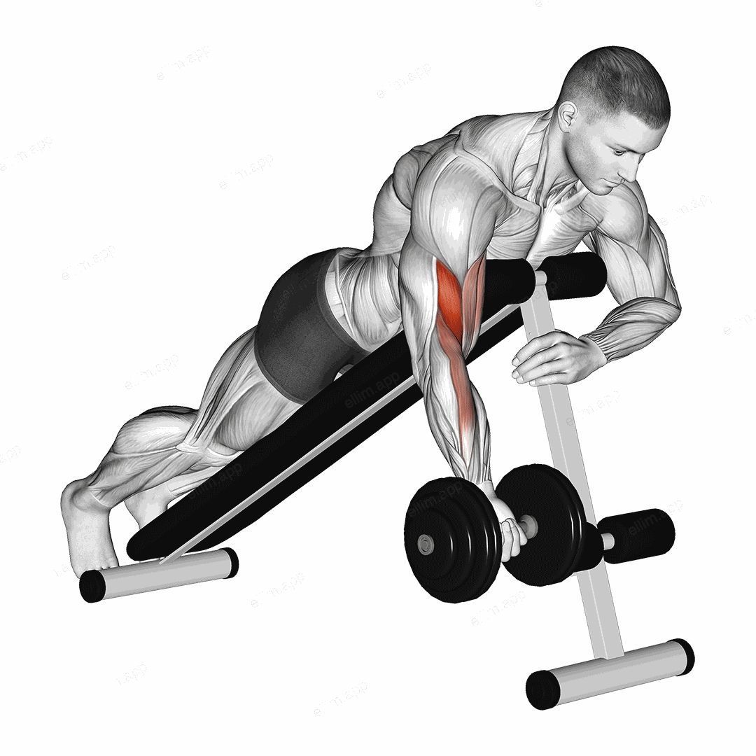 Dumbbell One Arm Prone Curl exercise targeting Upper Arms