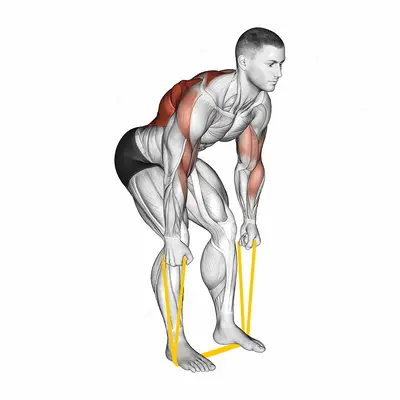 Resistance Band Bent Over Neutral Grip Row exercise targeting Back and Infraspinatus