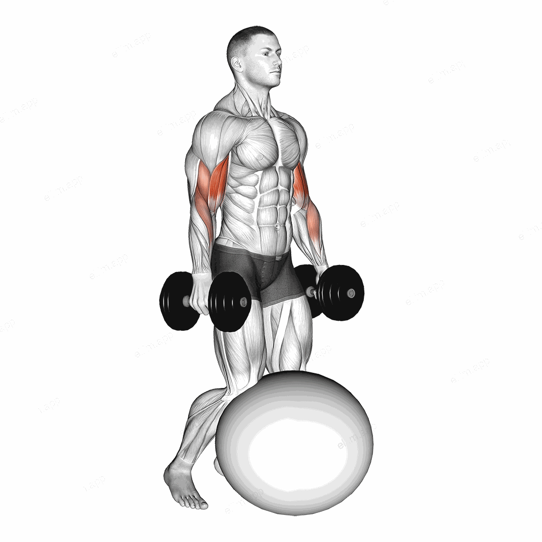 Dumbbell Kneeling Bicep Curl Exercise Ball exercise targeting Upper Arms