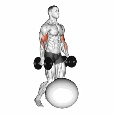 Dumbbell Kneeling Bicep Curl Exercise Ball exercise targeting Upper Arms
