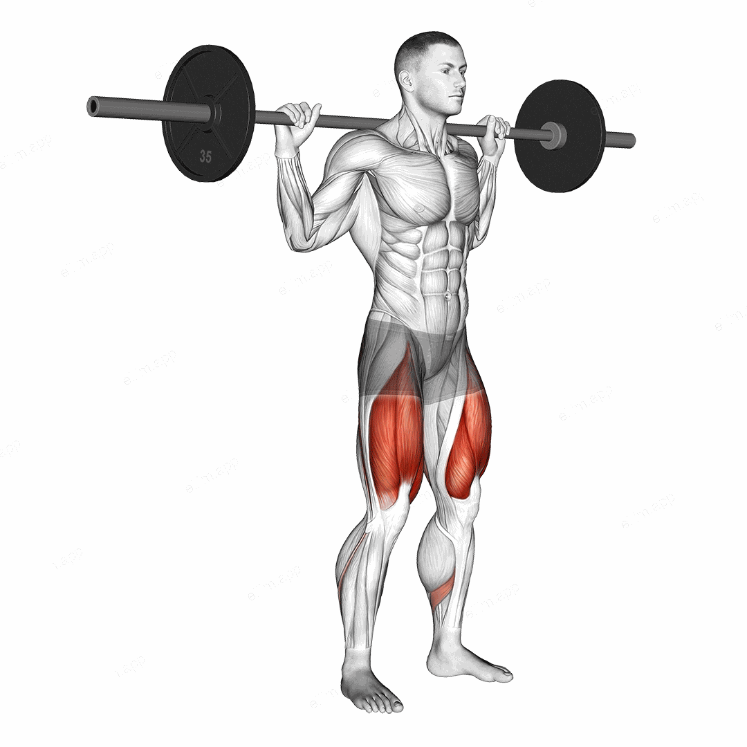 Barbell Quarter Squat exercise targeting Thighs and Gluteus Maximus