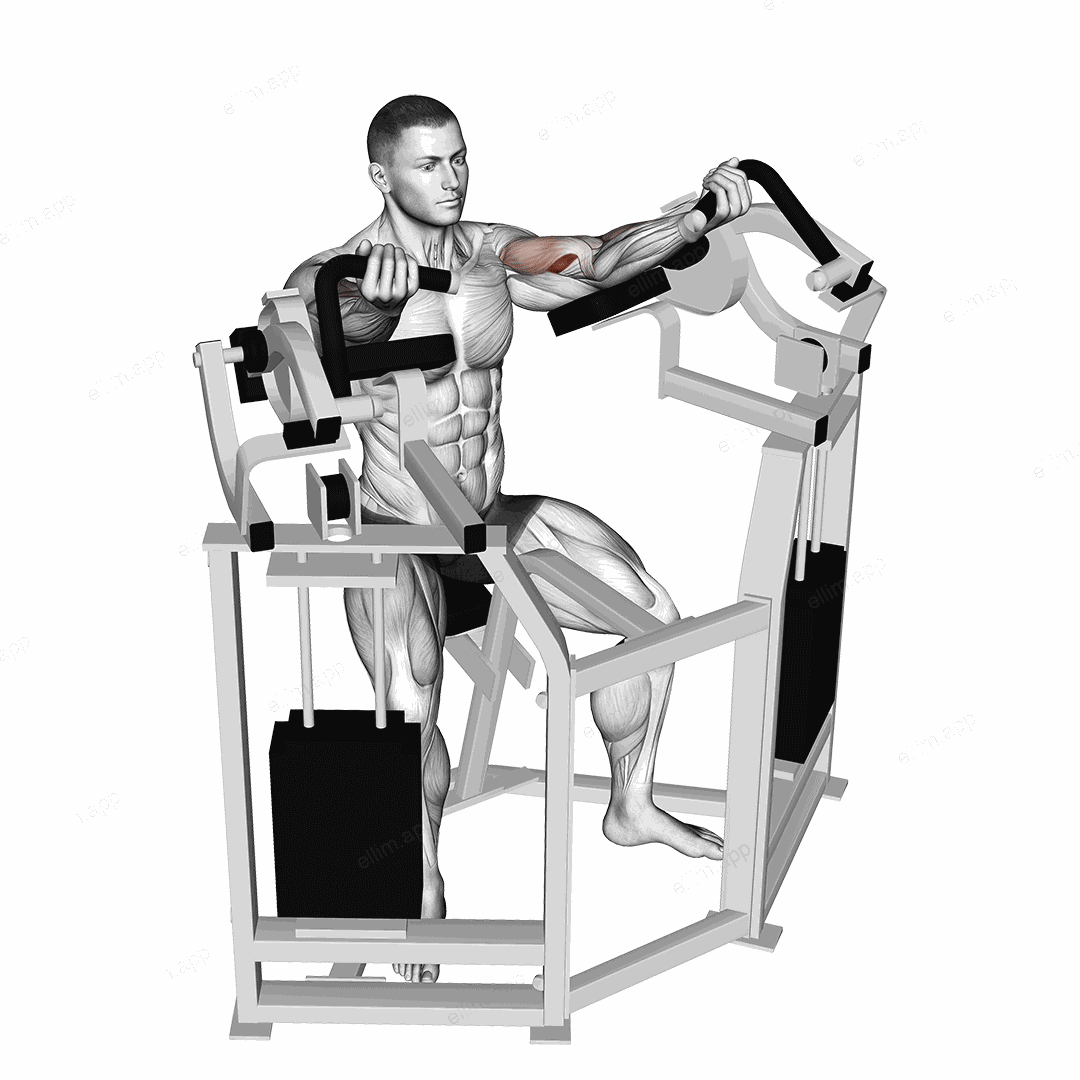 Lever Bicep Curl exercise targeting Upper Arms and Brachialis