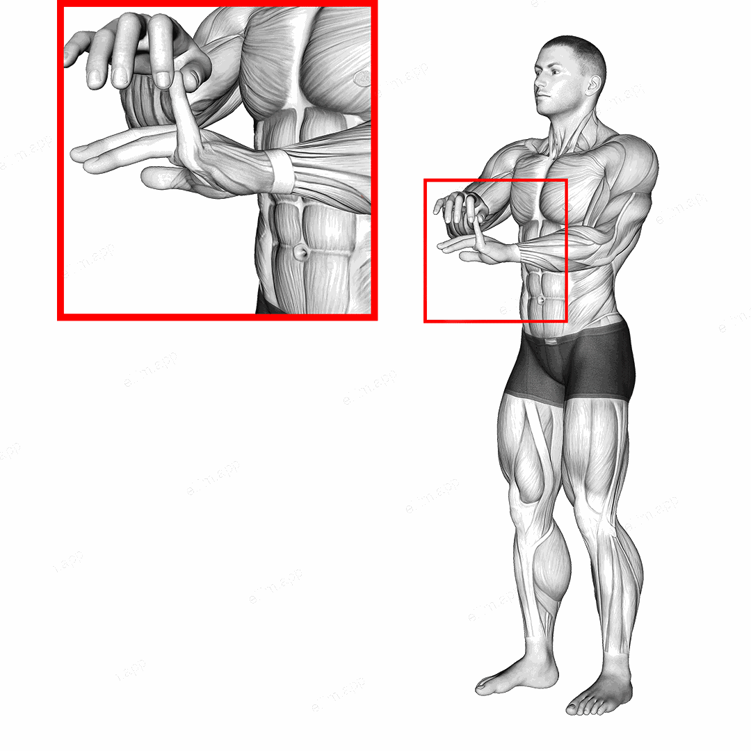 Finger Extension Stretch exercise targeting Forearms