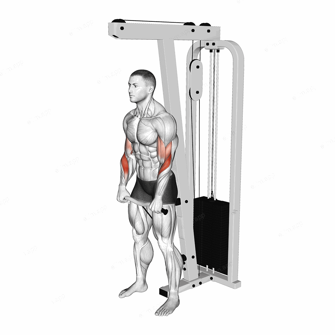 Cable Reverse Grip Biceps Curl (SZ-bar) exercise targeting Upper Arms