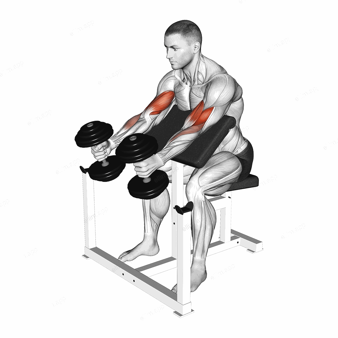 Dumbbell Preacher Swing Curl exercise targeting Upper Arms