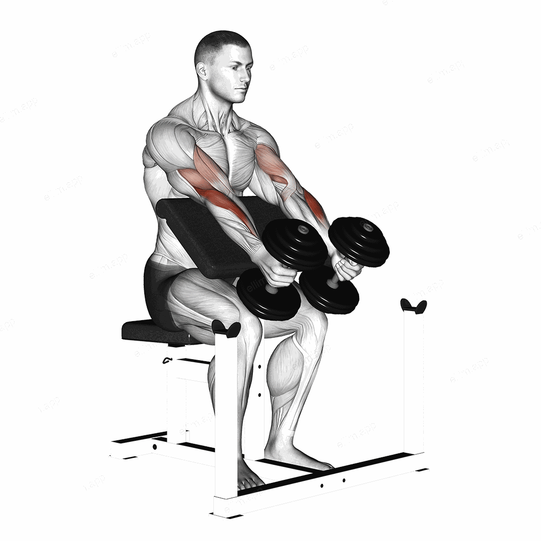 Dumbbell Peacher Hammer Curl exercise targeting Forearms and Brachioradialis