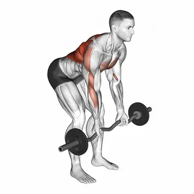 EZ Bar Reverse Grip Bent Over Row exercise targeting Back and Infraspinatus