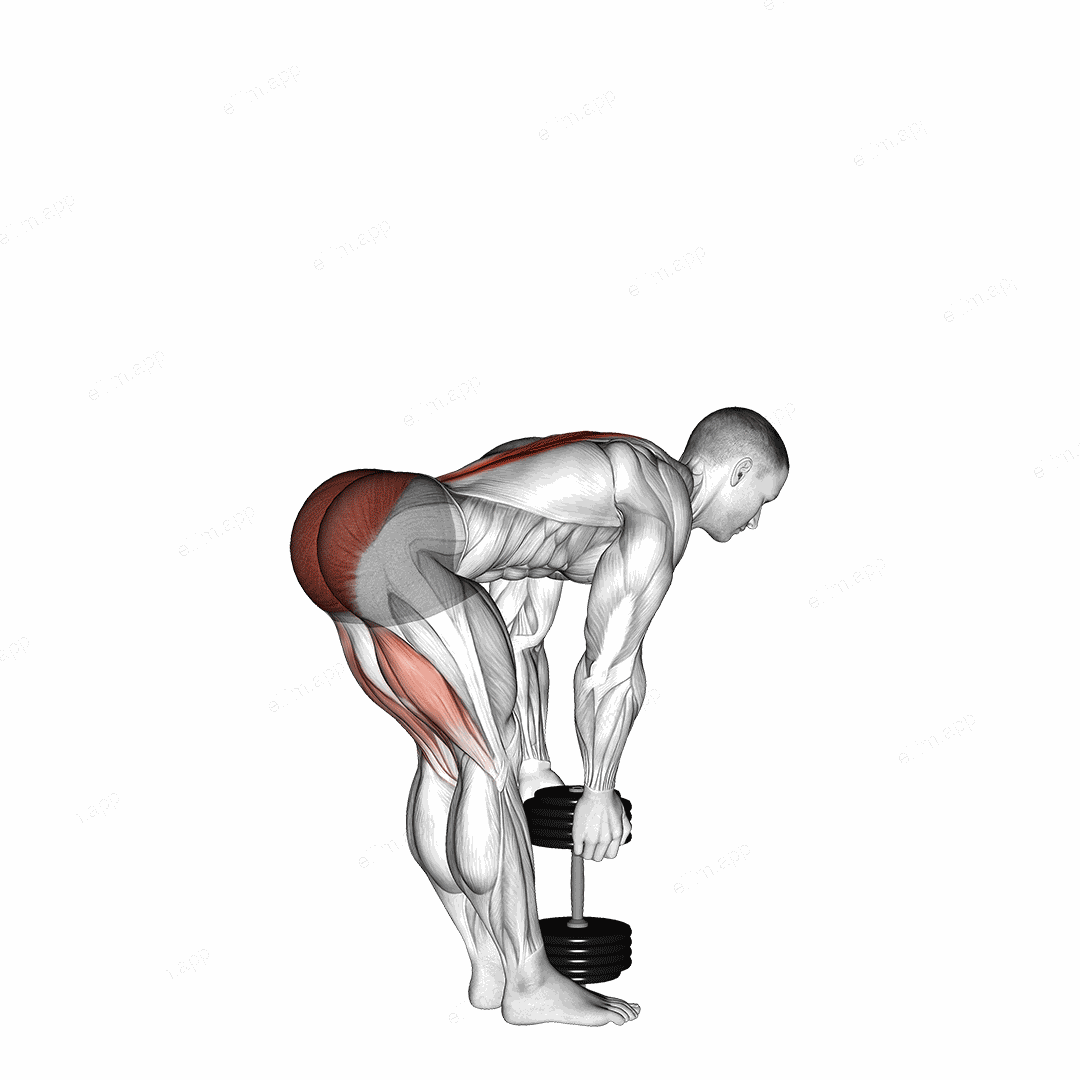 Dumbbell Stiff Leg Deadlift exercise targeting Hips and Erector Spinae