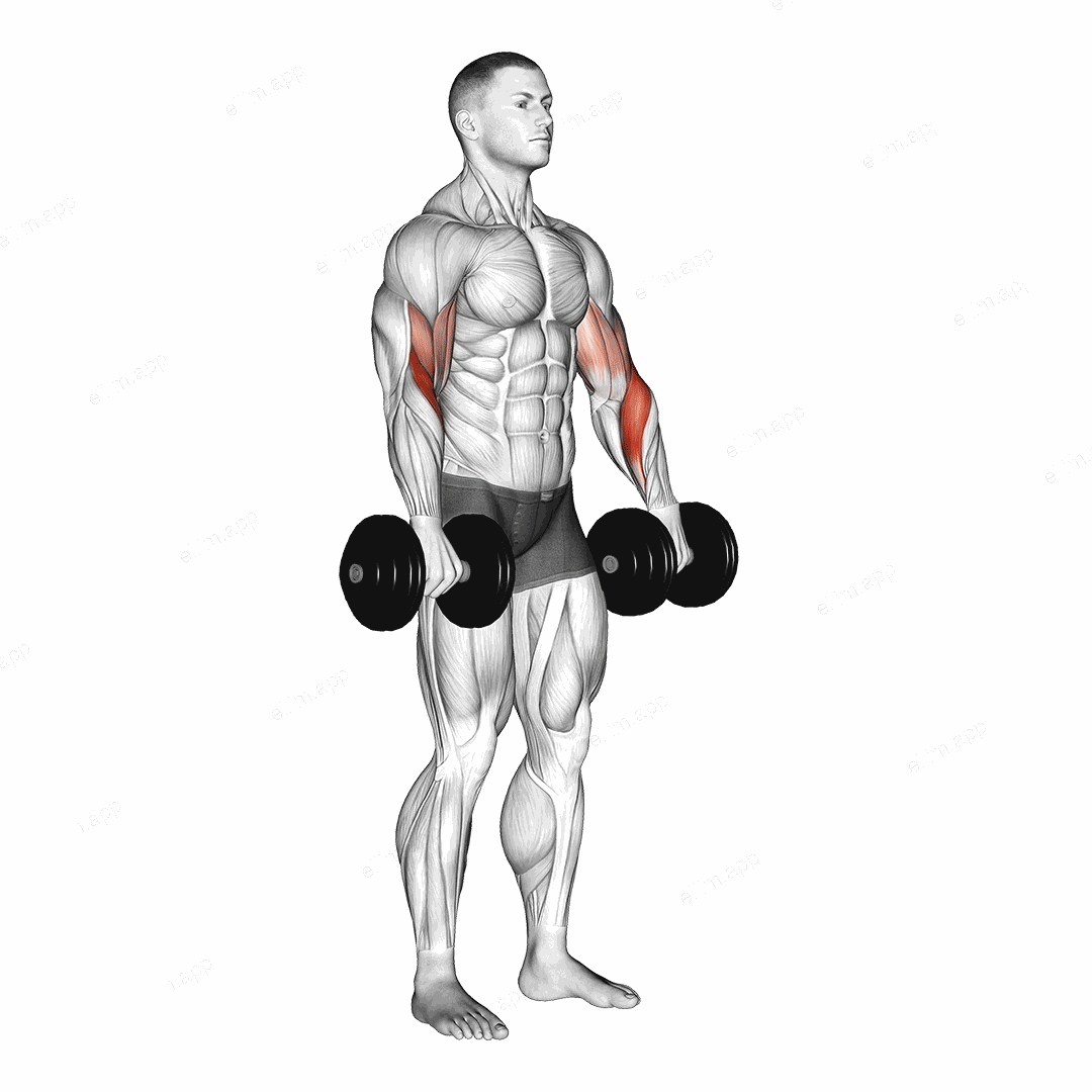 Dumbbell Biceps Curl Reverse exercise targeting Upper Arms
