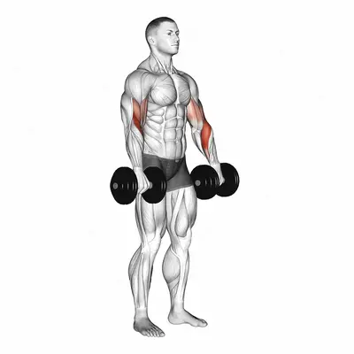 Dumbbell Biceps Curl Reverse exercise targeting Upper Arms