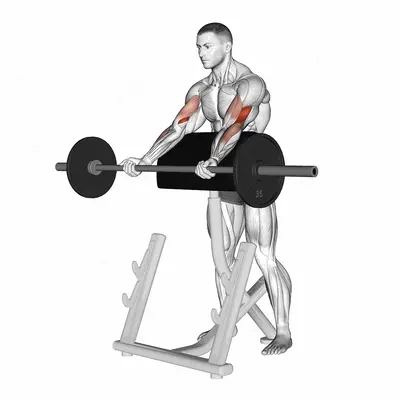 Barbell Spider Curl exercise targeting Upper Arms