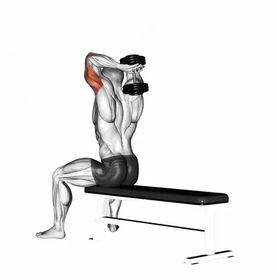 Dumbbell Seated Bench Extension exercise targeting Upper Arms and Triceps Brachii