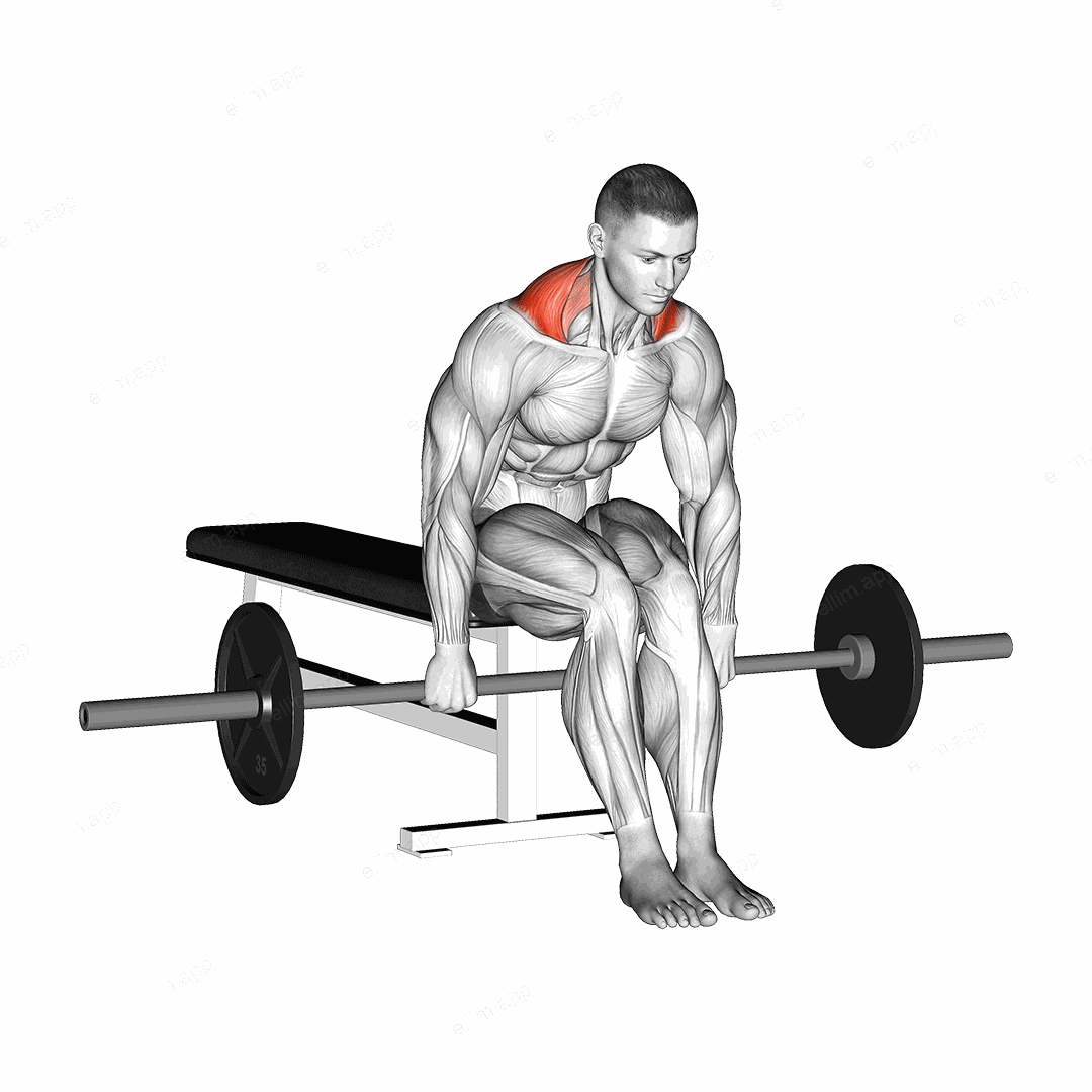Barbell Seated Shrug exercise targeting Back and Trapezius Upper Fibers