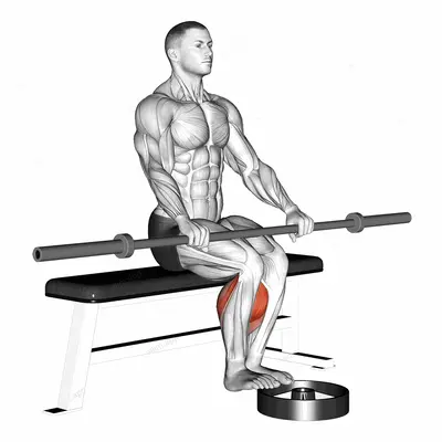 Barbell Seated Calf Raise exercise targeting Calves and Gastrocnemius