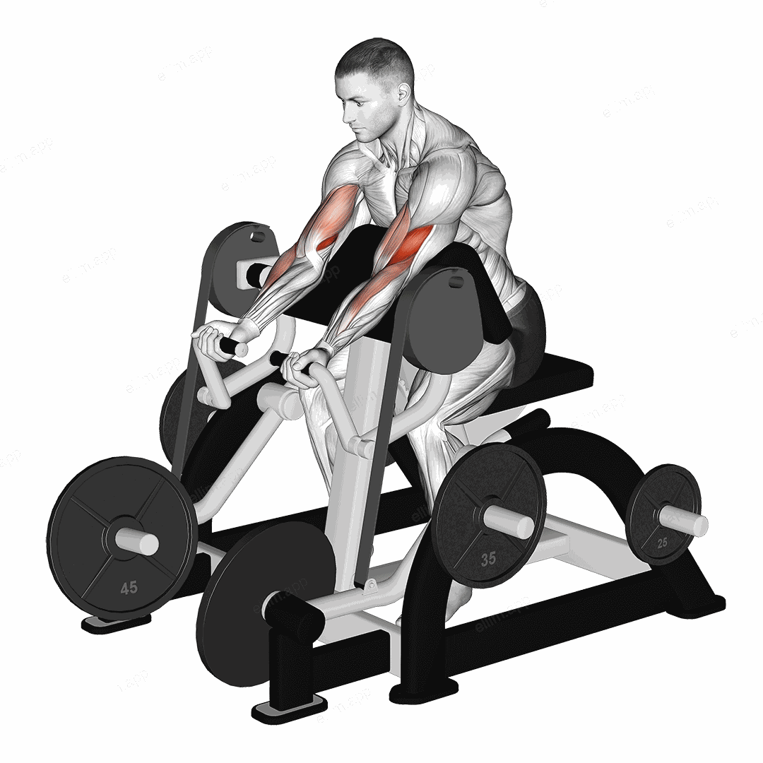 Lever Preacher Curl (plate loaded) exercise targeting Upper Arms and Brachialis
