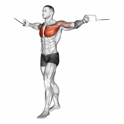 Cable Standing Up Straight Crossovers exercise targeting Chest and Pectoralis Major Sternal Head