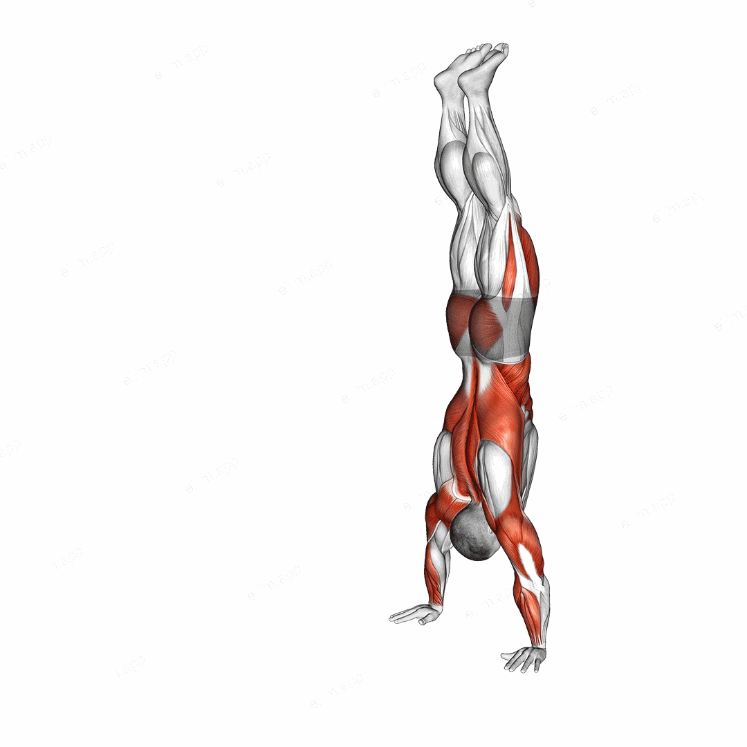 Handstand Walk exercise targeting Shoulders and Deltoid Anterior