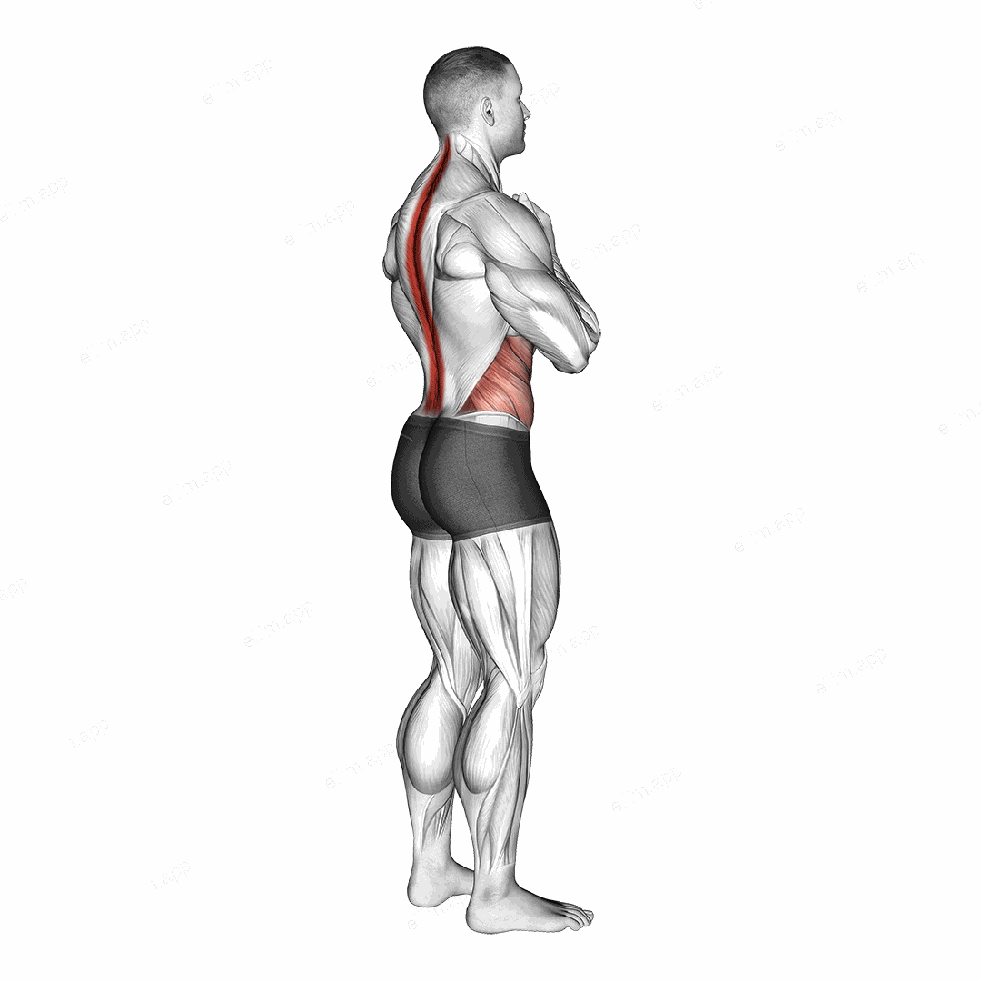 Standing Back Rotation Stretch exercise targeting Back and Erector Spinae
