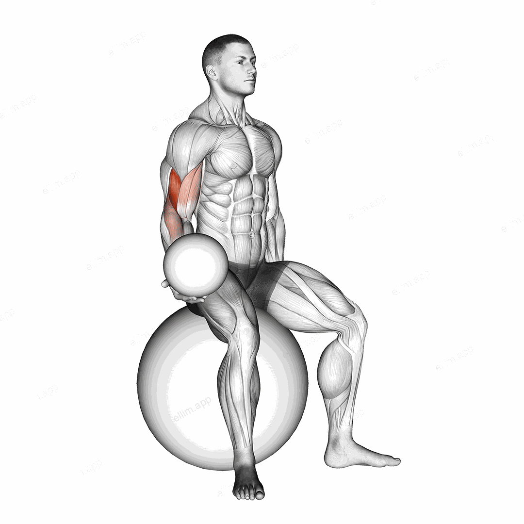 Weighted Seated Bicep Curl (on stability ball) exercise targeting Upper Arms and Brachialis