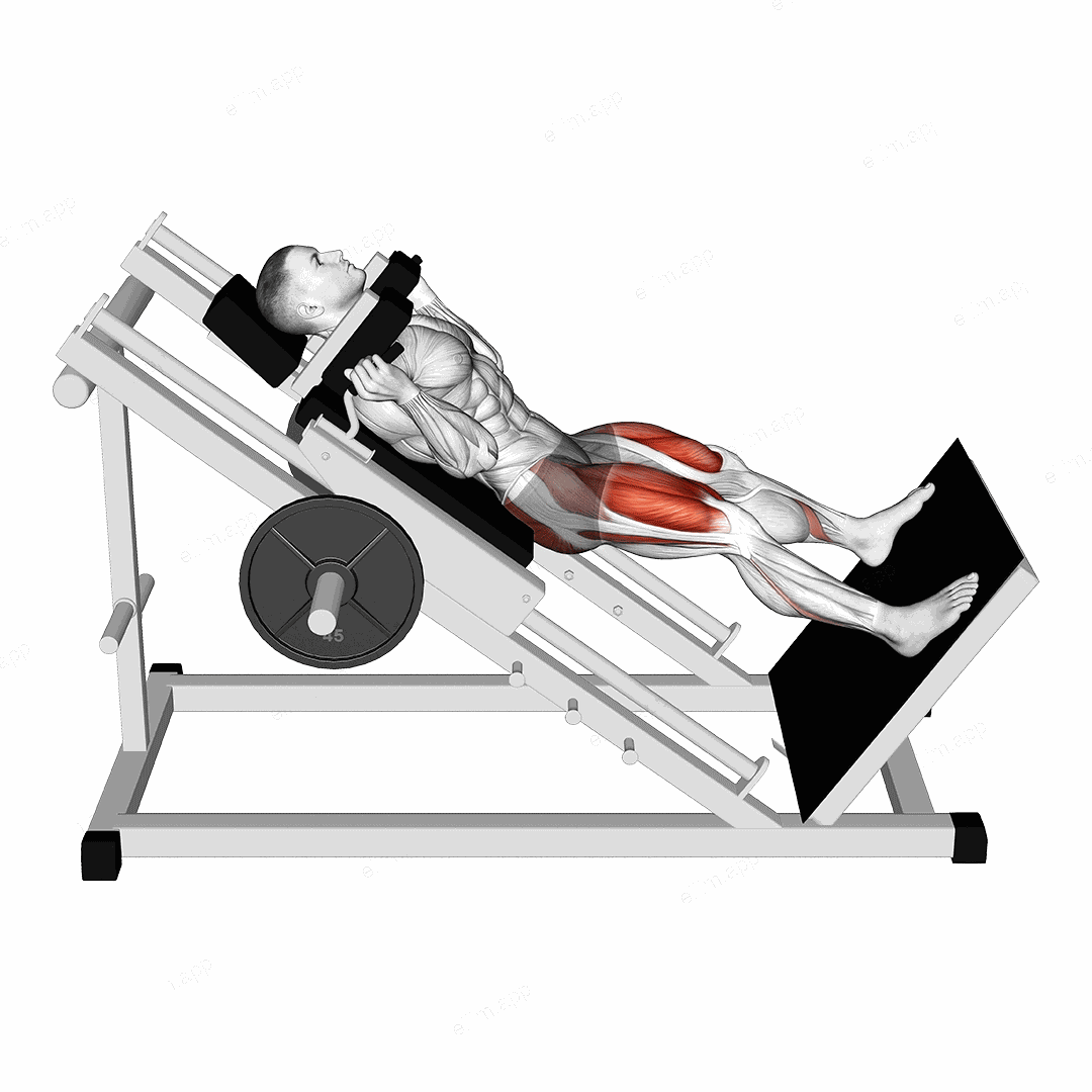 Sled Wide Hack Squat exercise targeting Thighs and Gluteus Maximus