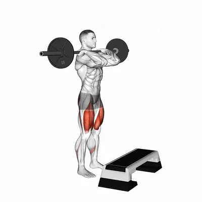 Barbell Front Step Up exercise targeting Thighs and Gluteus Maximus