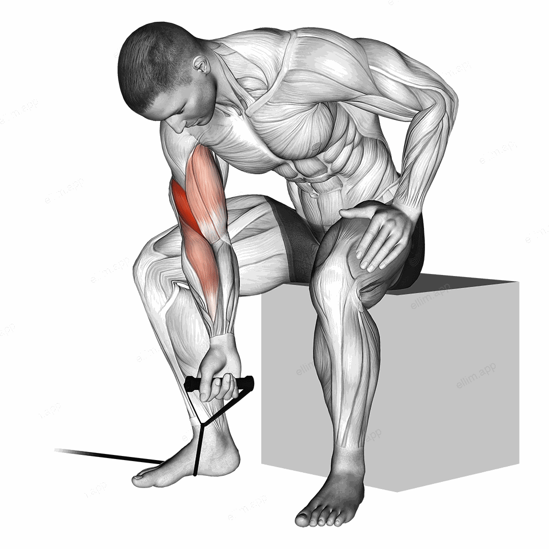 Band concentration curl exercise targeting Upper Arms and Brachialis