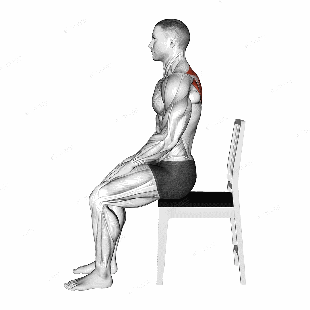 Sitting Scapular Adduction exercise targeting Back