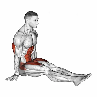 L-Sit on Floor exercise targeting Iliopsoas and Quadriceps