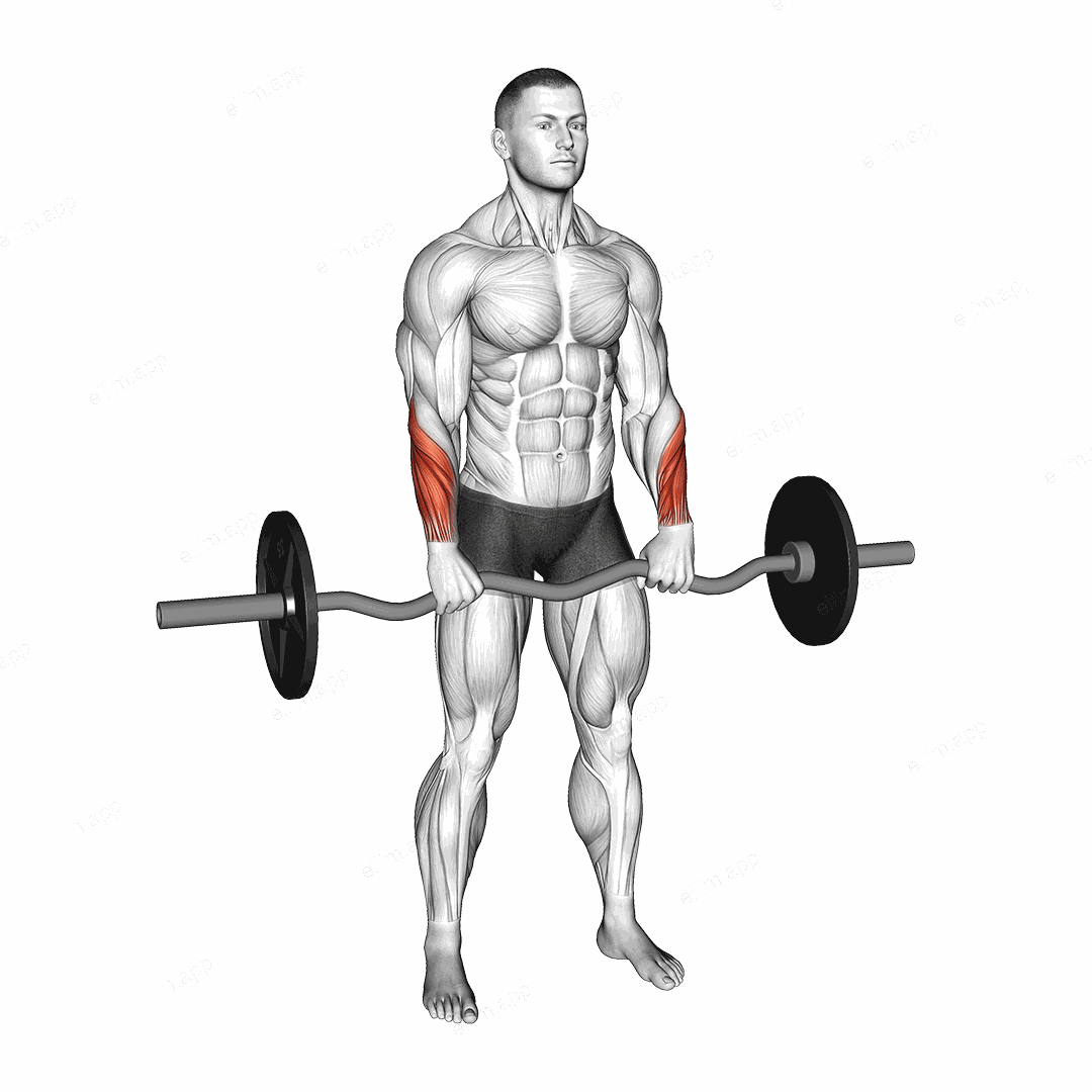 EZ Barbell Standing Wrist Reverse Curl exercise targeting Forearms