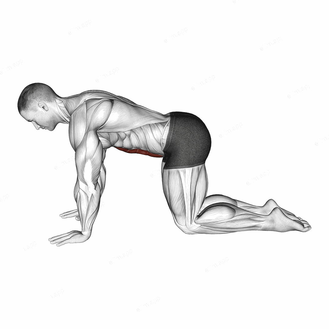 Abdominal 4 points exercise targeting Waist