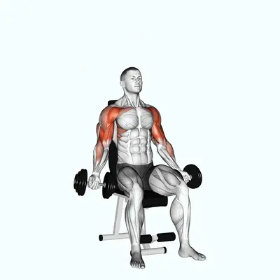 Dumbbell Seated Biceps Curl to Shoulder Press exercise targeting Biceps Brachii and Brachialis