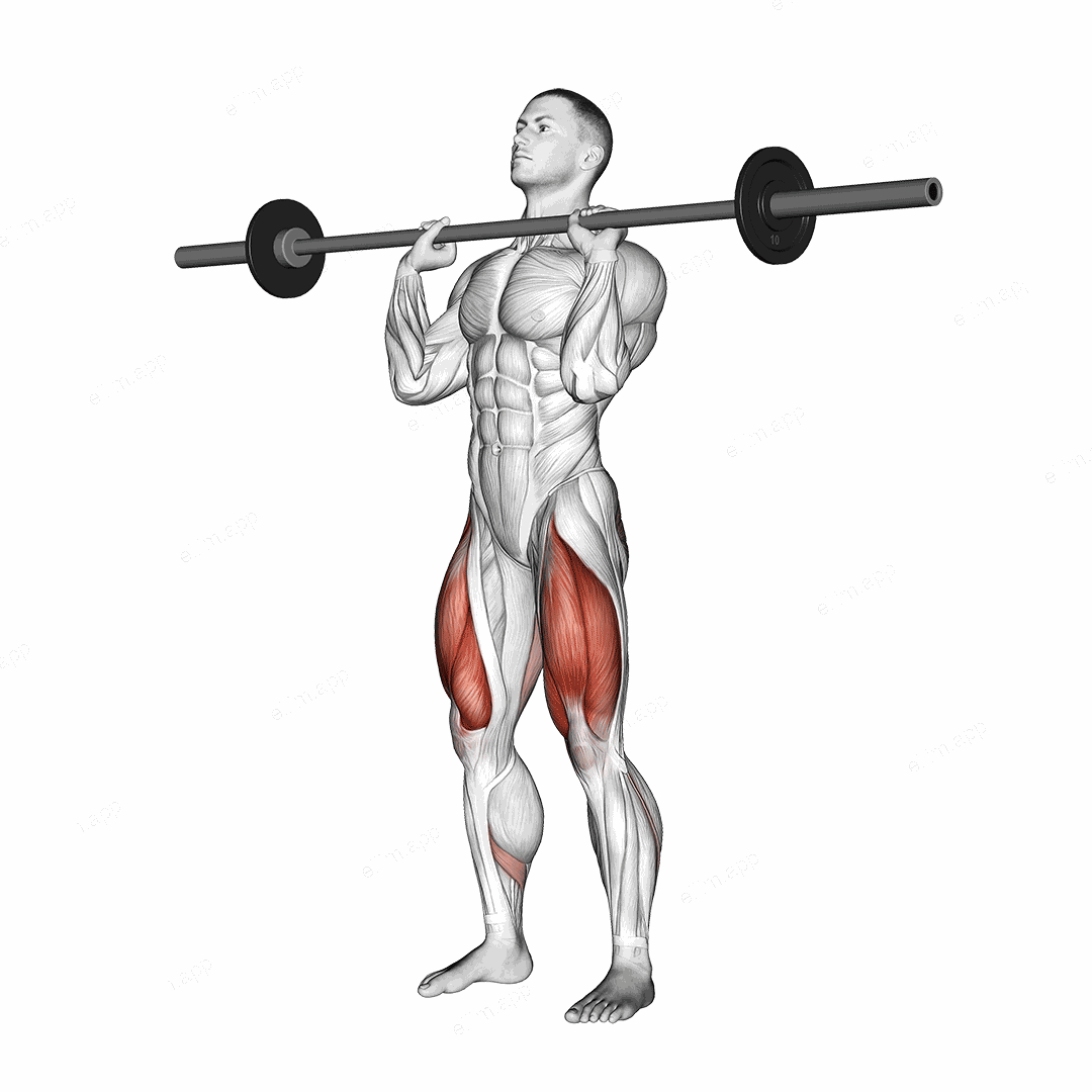 Barbell Front Chest Squat exercise targeting Thighs and Gluteus Maximus