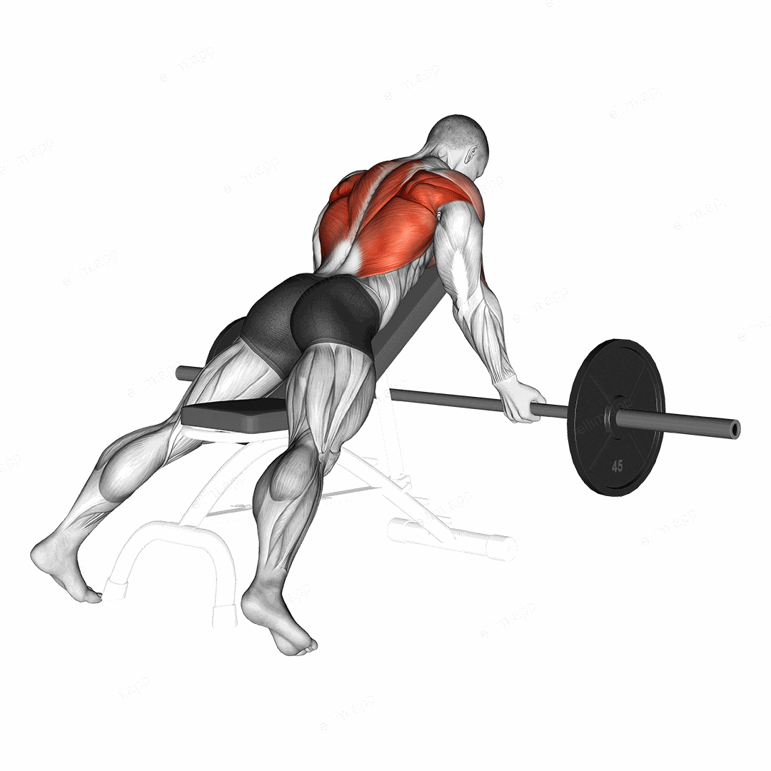Barbell Reverse Grip Incline Bench Row exercise targeting Back and Infraspinatus