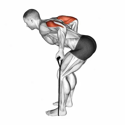 Band Triceps Kickback exercise targeting Upper Arms and Triceps Brachii