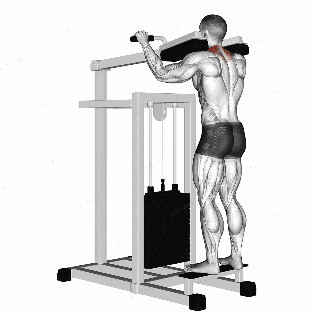 Lever Gripless Shrug exercise targeting Back and Trapezius Upper Fibers