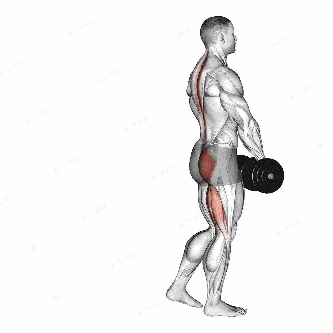 Dumbbell Single Leg Deadlift exercise targeting Hips and Erector Spinae