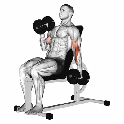 Dumbbell Incline Alternate Hammer Curl exercise targeting Upper Arms and Brachioradialis