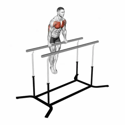 Chest Dip on Straight Bar exercise targeting Chest and Pectoralis Major Clavicular Head