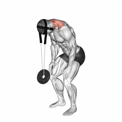 Weighted Standing Neck Extension (with head harness) exercise targeting Neck