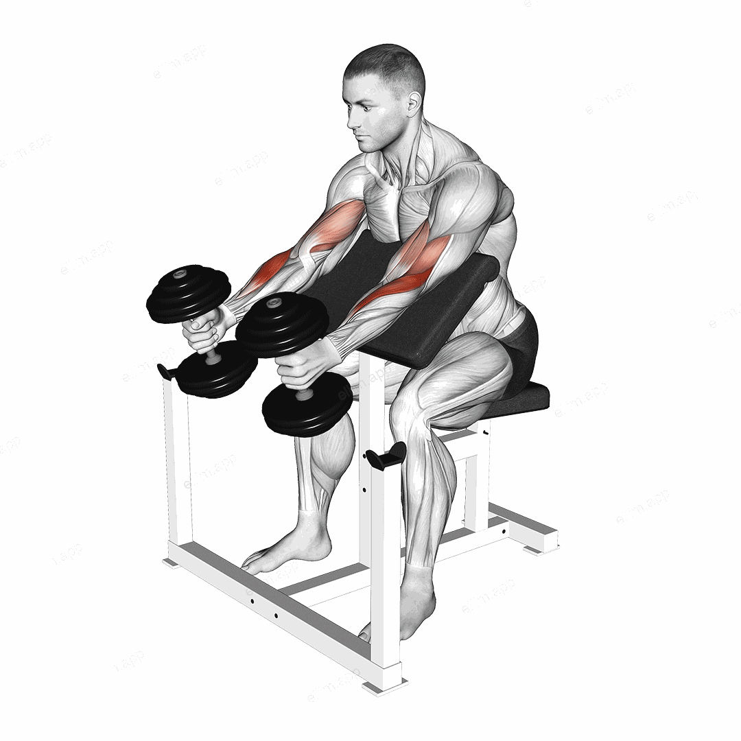 Dumbbell Hammer Preacher Curl exercise targeting Upper Arms