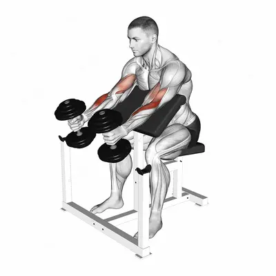Dumbbell Hammer Preacher Curl exercise targeting Upper Arms