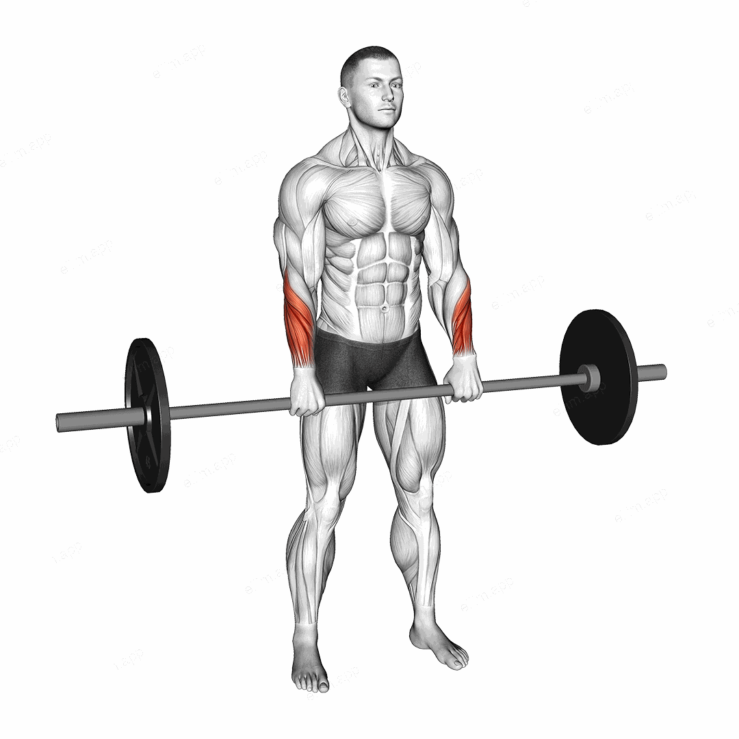 Barbell Standing Wrist Reverse Curl exercise targeting Forearms