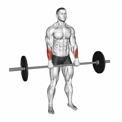 Barbell Standing Wrist Reverse Curl exercise targeting Forearms