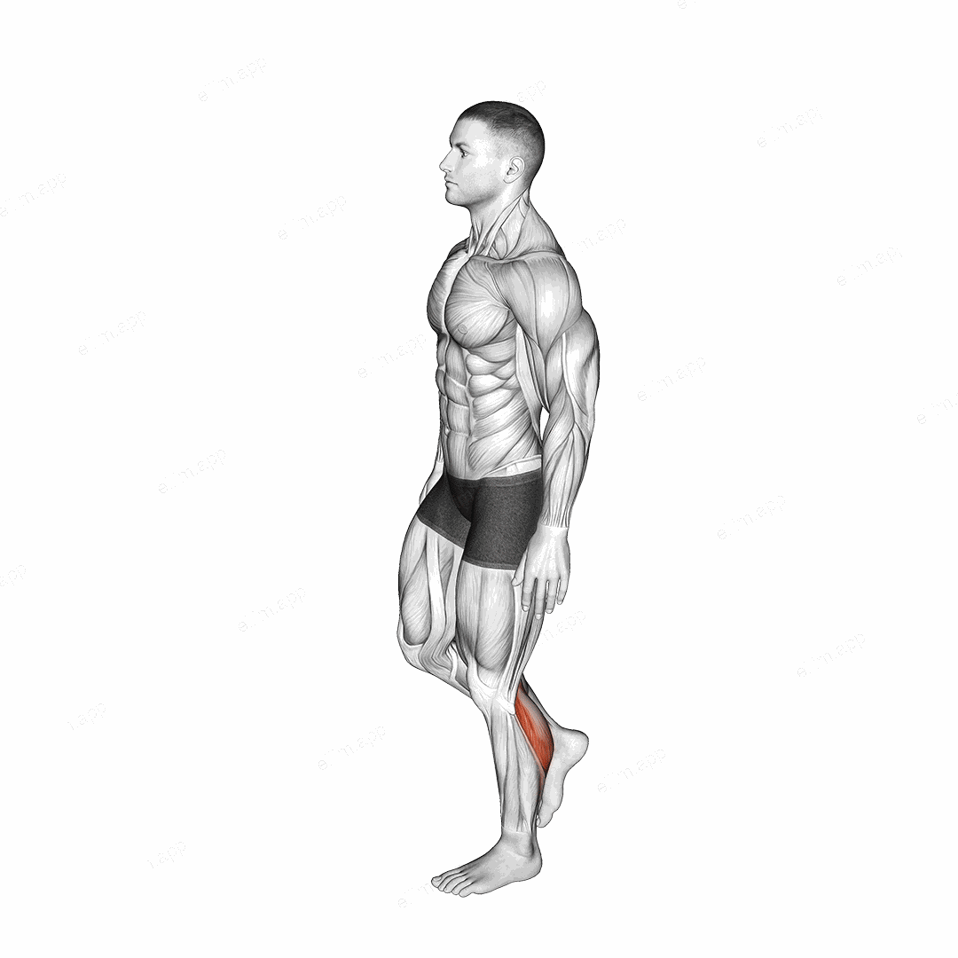 Standing Single Leg Calf Raise Balance exercise targeting Calves