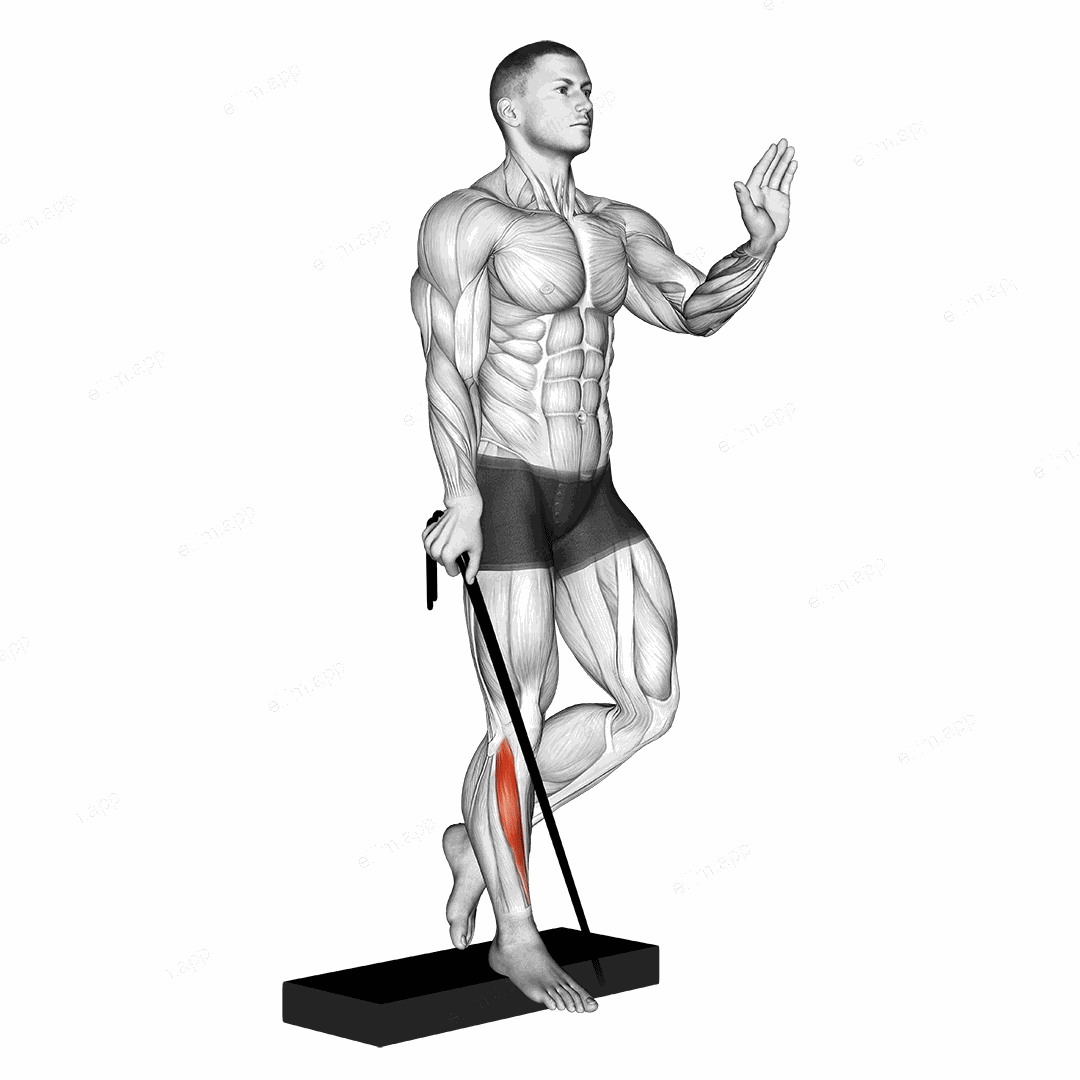 Band single leg reverse calf raise exercise targeting Calves and Tibialis Anterior