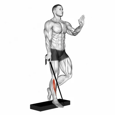 Band single leg reverse calf raise exercise targeting Calves and Tibialis Anterior