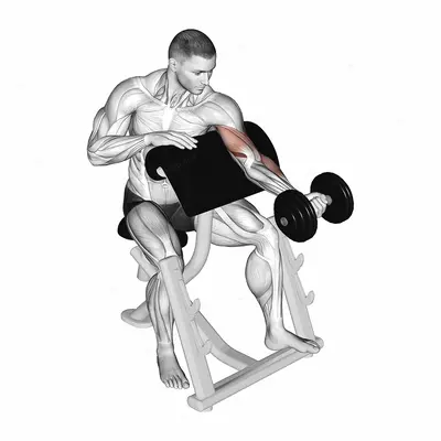 Dumbbell Preacher Curl (Turned Torso) exercise targeting Upper Arms and Brachialis
