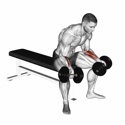 Dumbbell Seated Palms Up Wrist Curl exercise targeting Forearms and Wrist Flexors