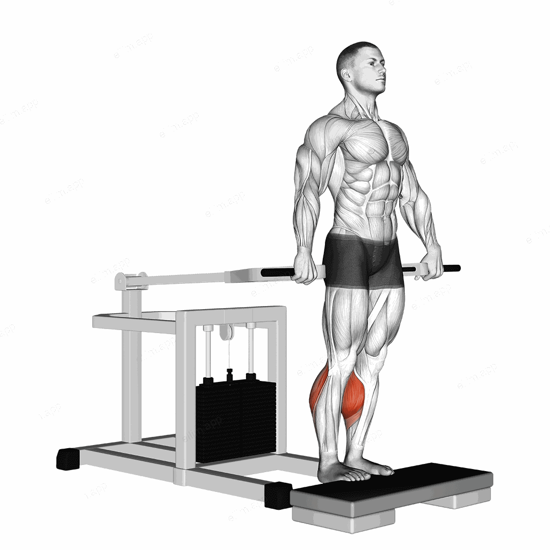 Lever Calf Raise (bench press machine) exercise targeting Calves and Gastrocnemius